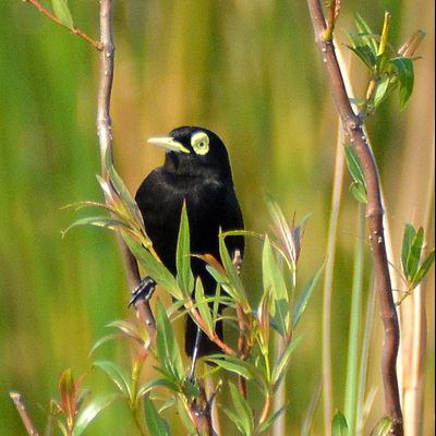 Spectacled Tyrant (2)